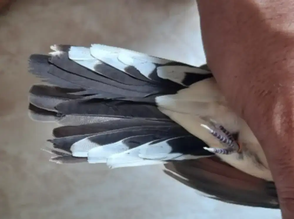 Perkutut Katuranggan Satrio Wirang (Ekor 16) + Kembang Suruh