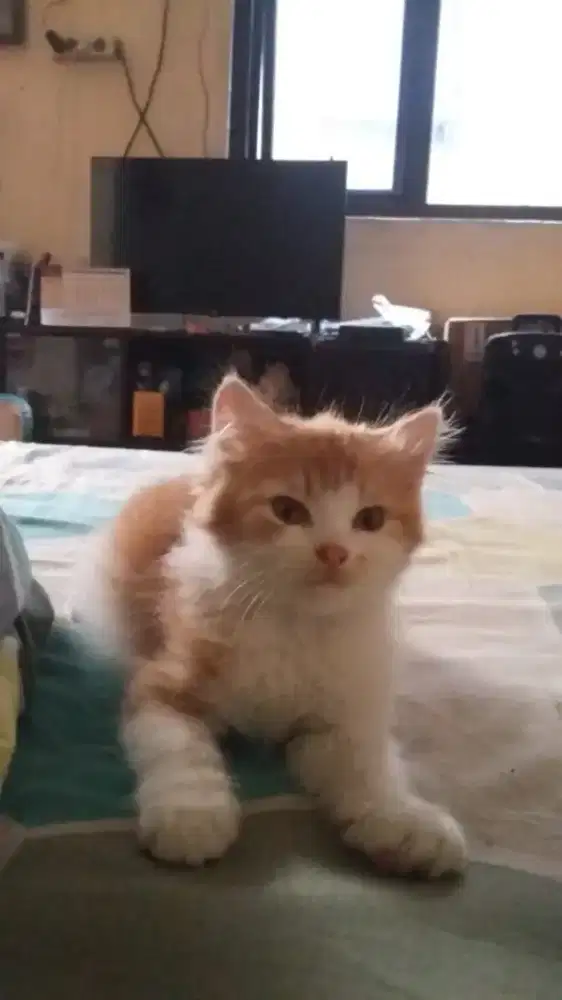 persia kitten jantan 2bl