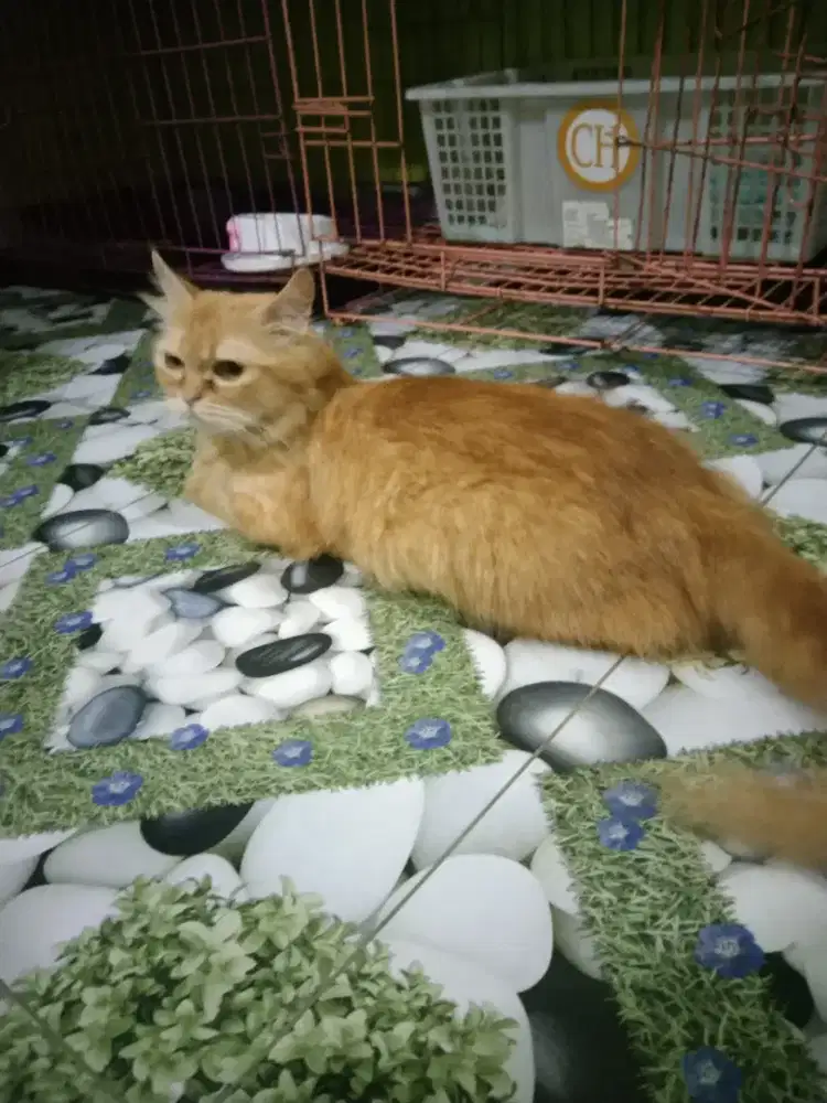 Kucing flatnose indukan bawa anak munchin ns