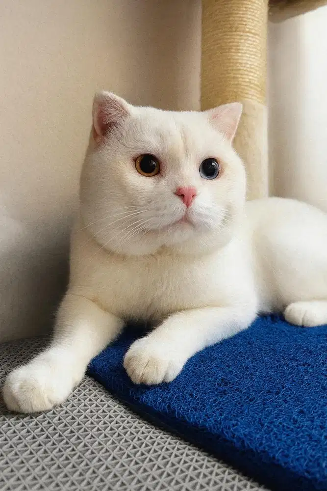 Jasa Pacak Kawin Kucing BSH Scottis Line import