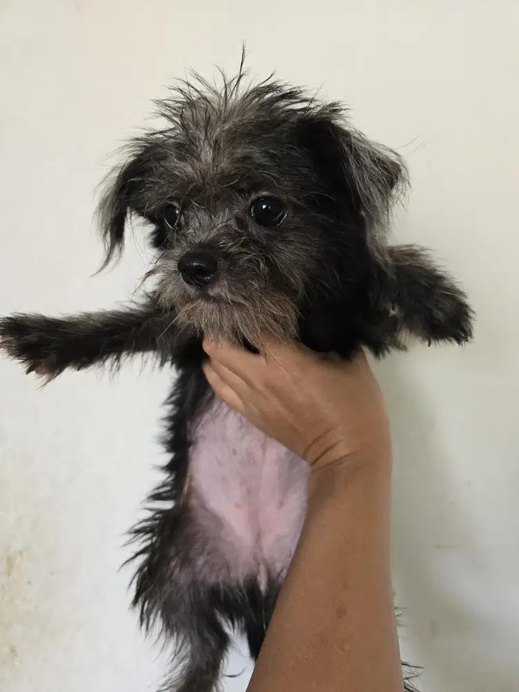 Anjing mix cihuahua betina