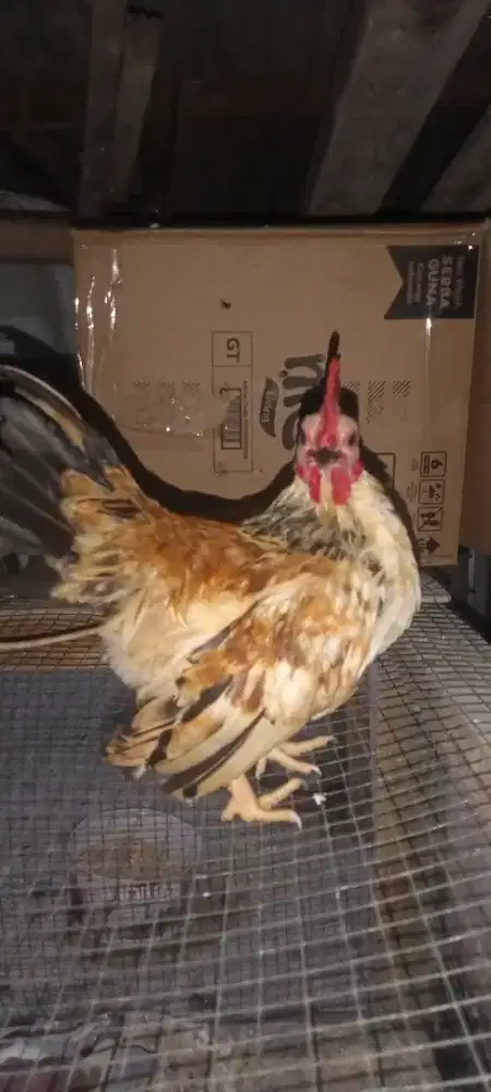 Jantan siapan dewasa