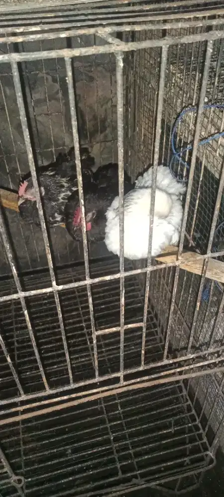 Kate anakan usia 3 bulanan