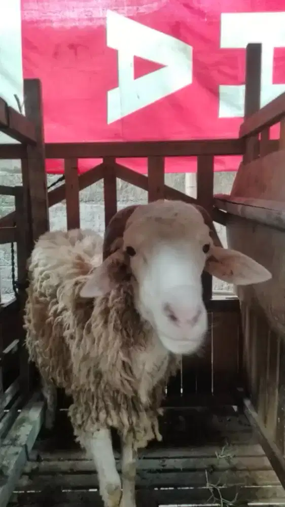 DOMBA KAMBING AQIQAH