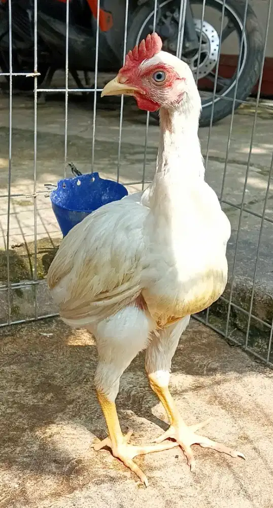Ayam jago jantan tukung putih mata putih