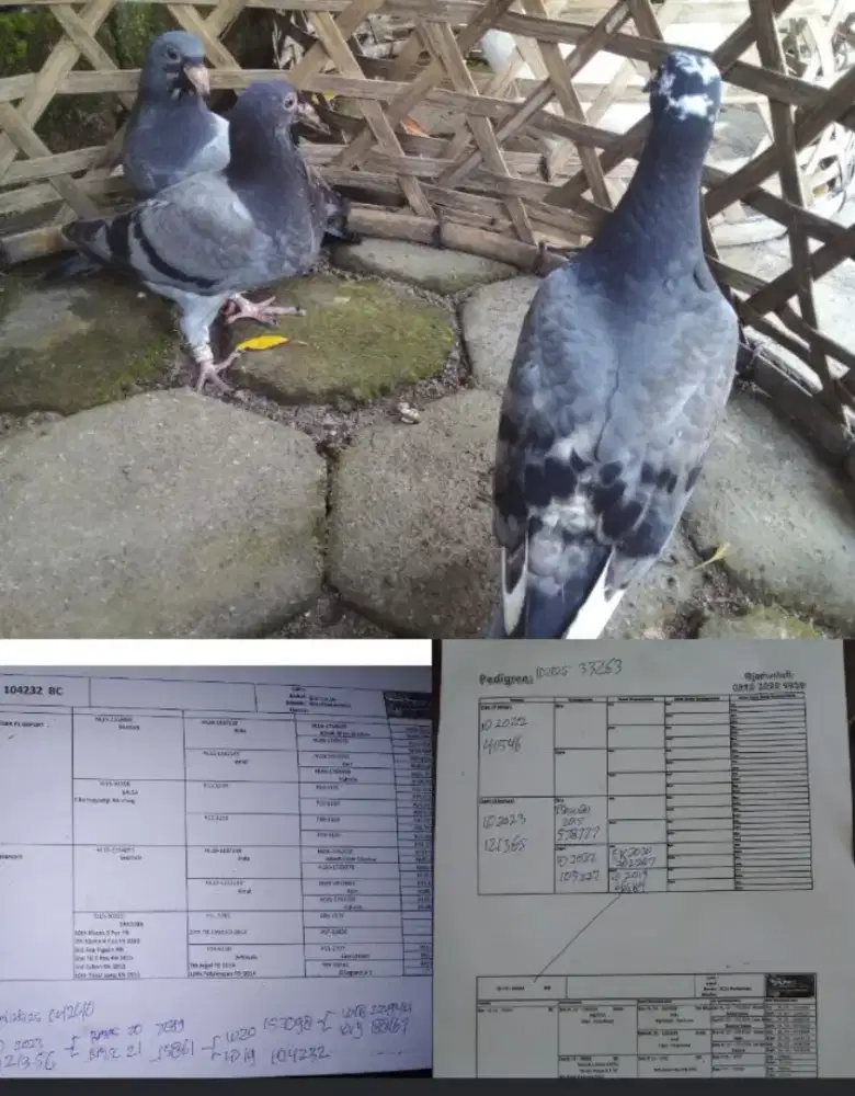 Anak merpati pos tiga ekor