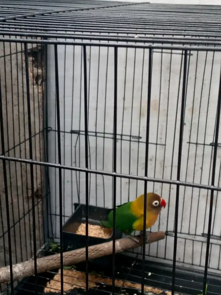 Lovebird jantan kandang glodok