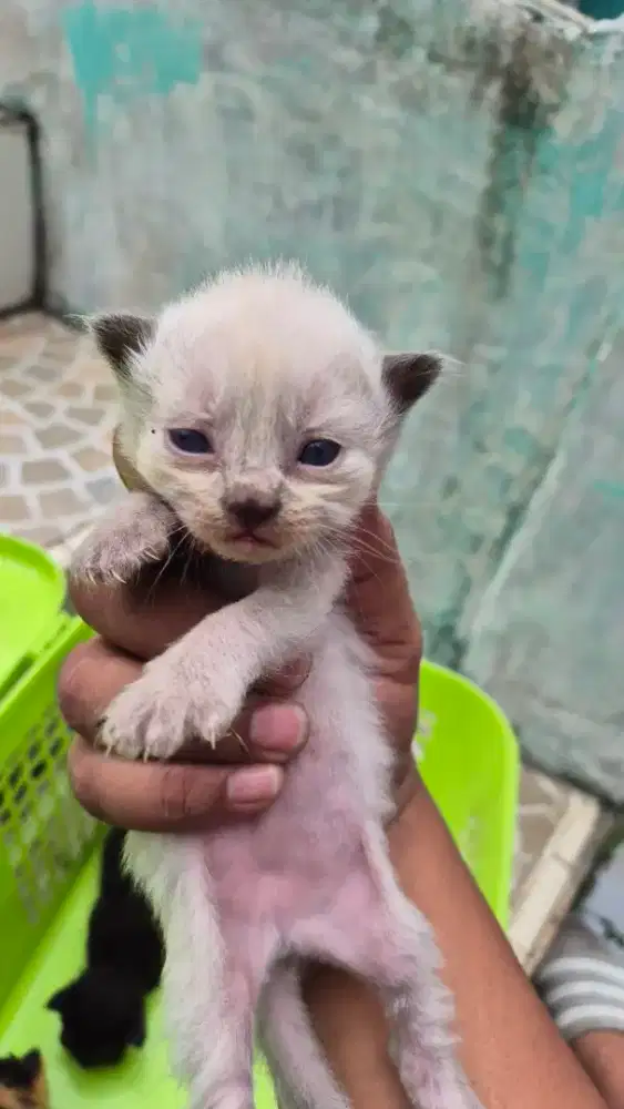 Open adoption kitten