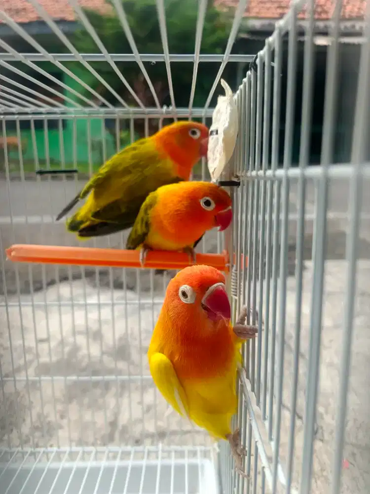 Burung lovebird 3 ekor
