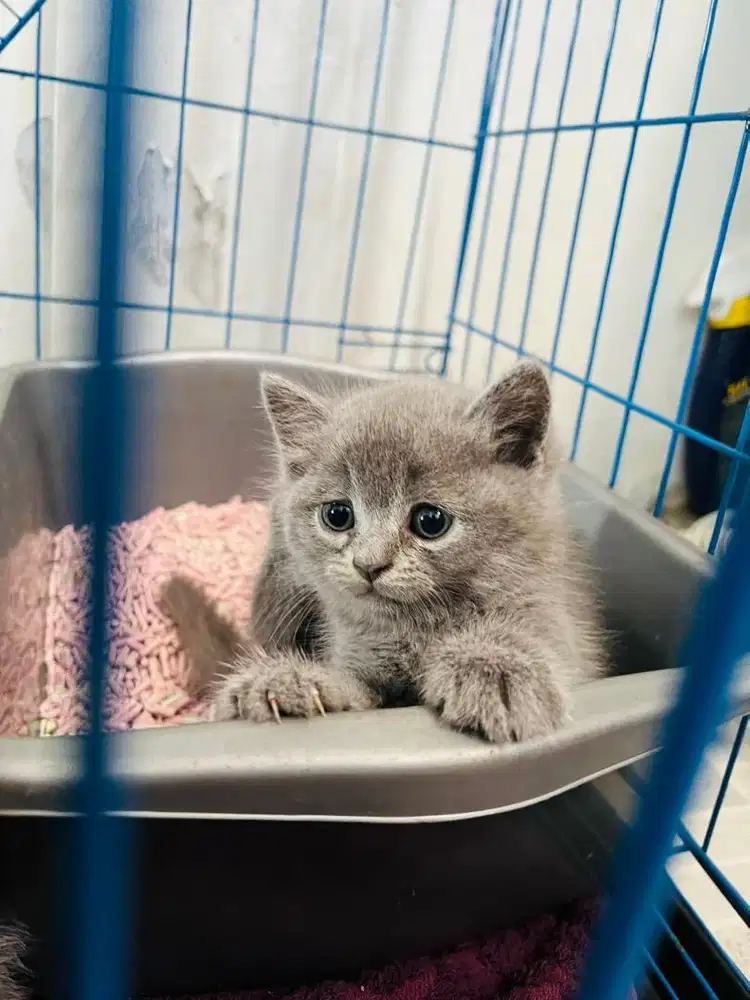 Open Adopt BSH Kitten