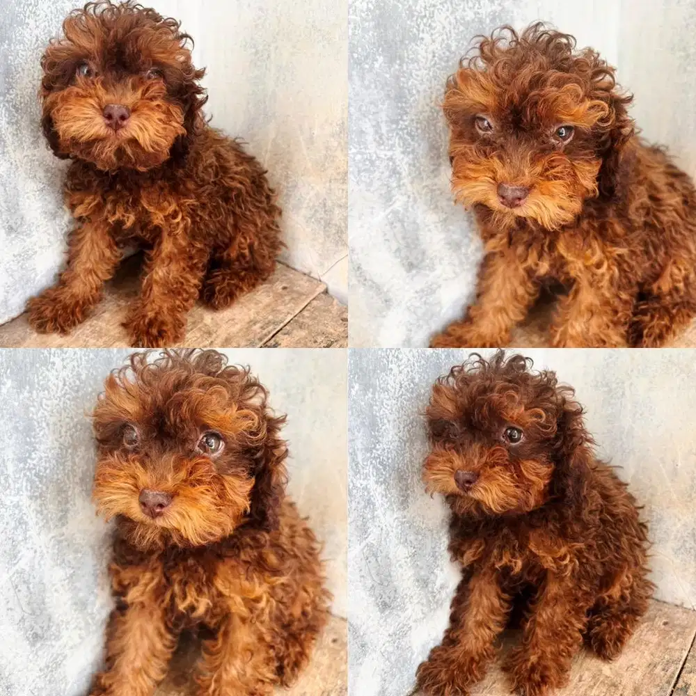 jual toy poodle female warna unik jarang ada
