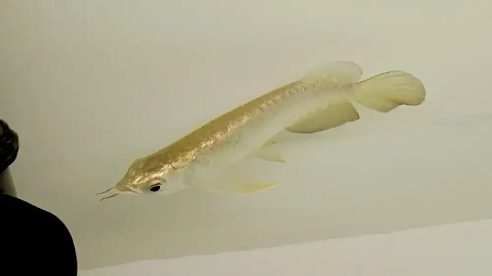 Arowana golden GH crossback 24k