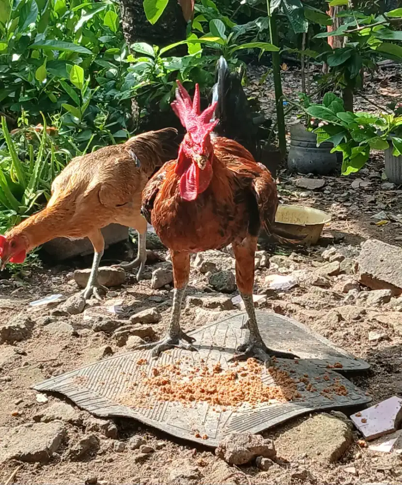 Ayam Pelung sepasang