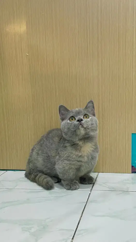 Munchkin bsh betina 4bulan