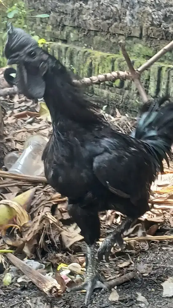 Ayam cemani istimewa