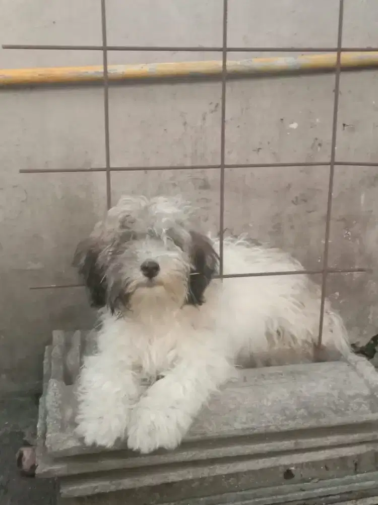 Anjing RAS Maltese mix Dom