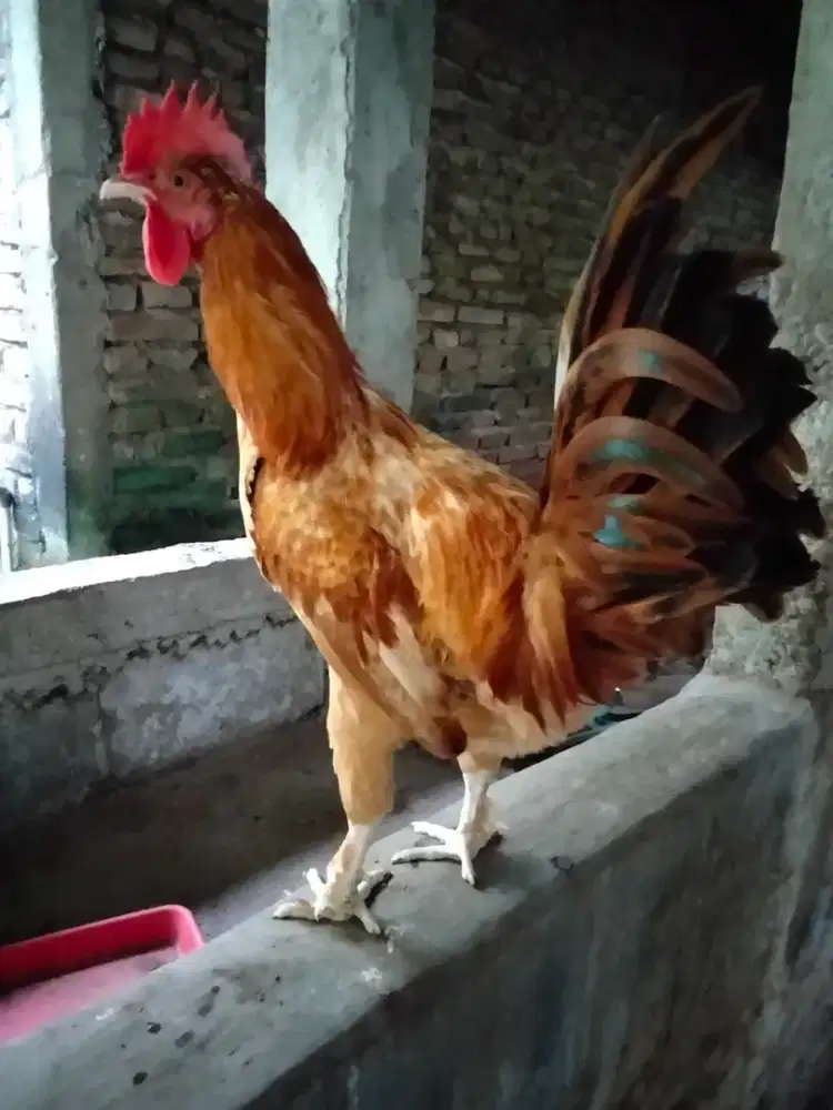 ayam jago elba cerah