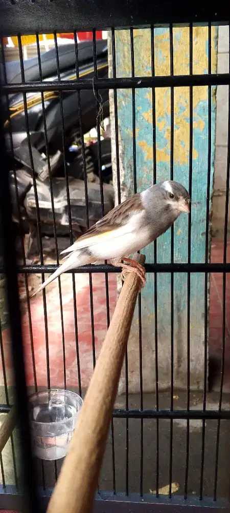 Jual Kenari AF panda