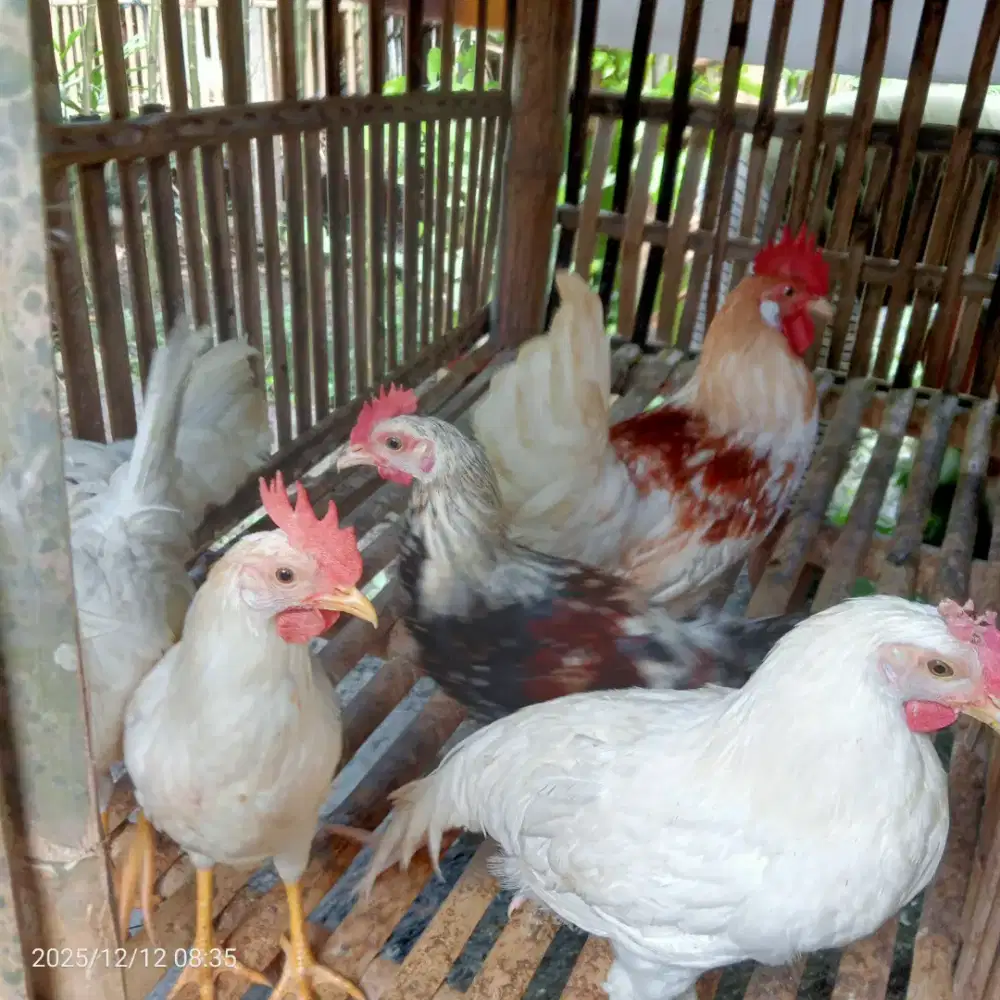 AYAM KAMPUNG SEGAR