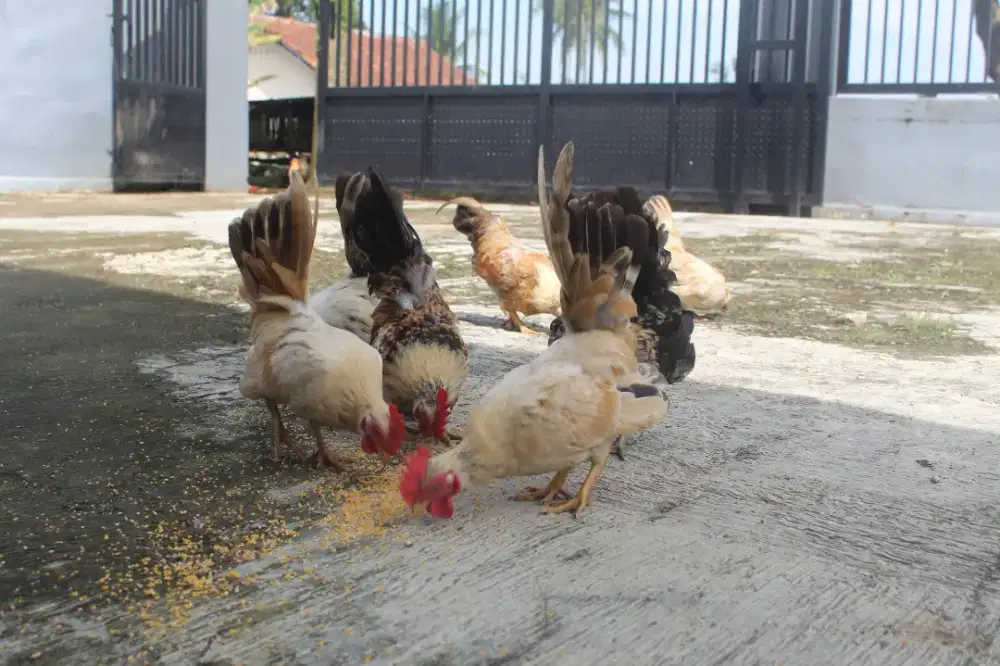 Ayam Kate Hias Ceper