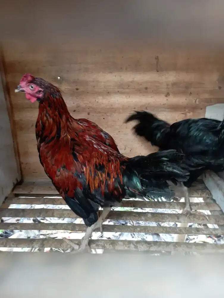 Ayam jago kampung 5 bulanan
