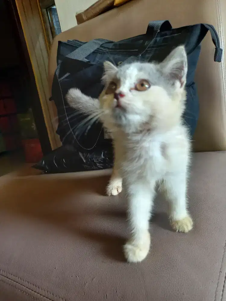 Kitten BSH Pure BluewhiteBico