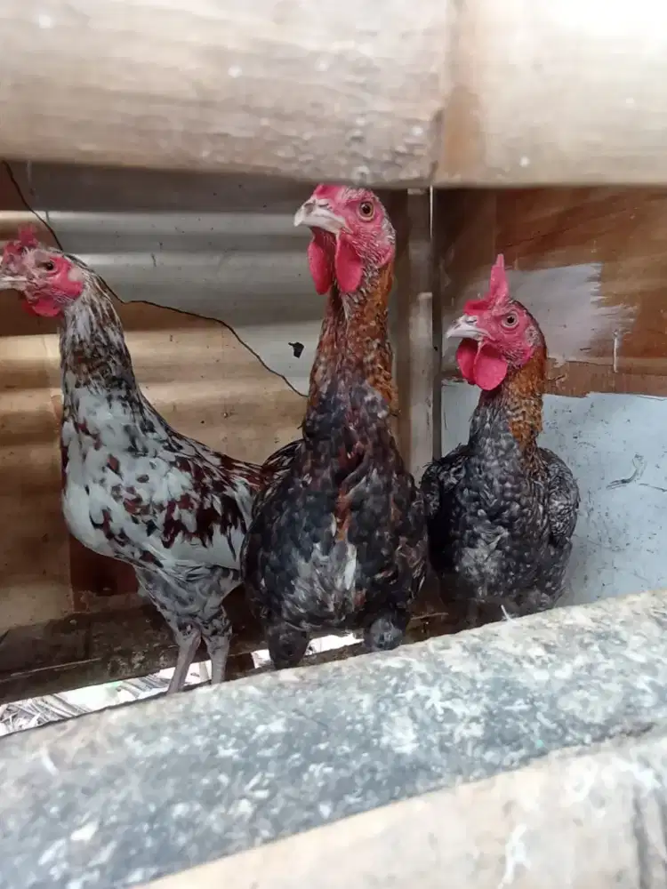 Ayam kampung jago muda udah belajar kukuruyuk