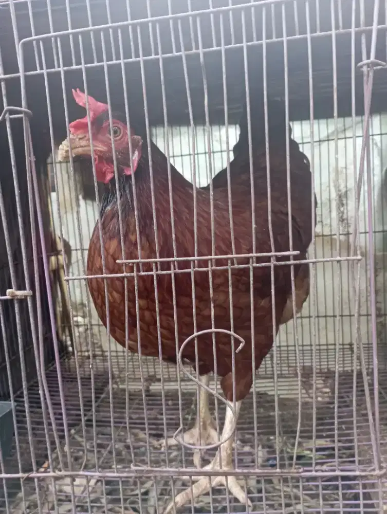 Ayam petelur fresh baru nelur