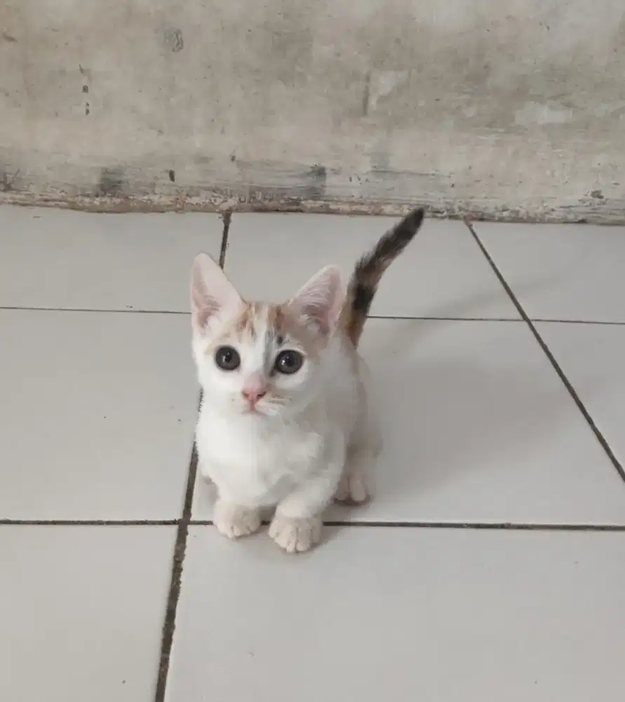 Kucing Munchkin