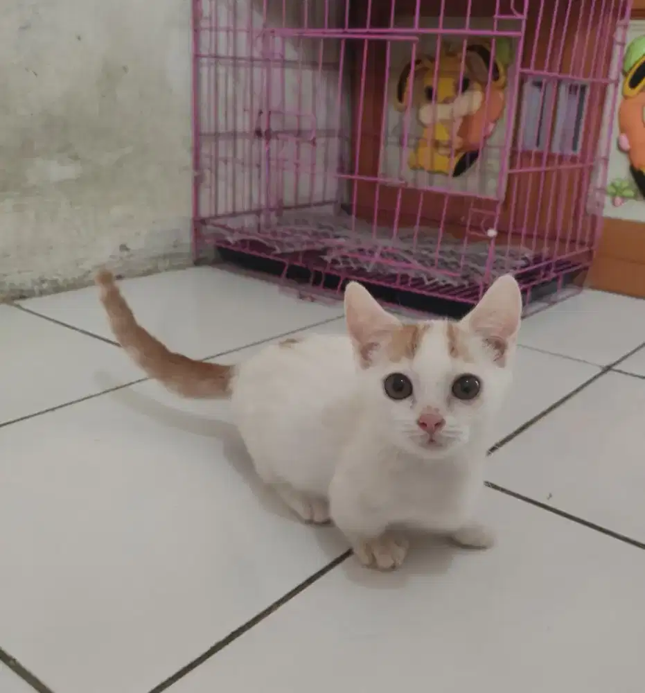Kucing Munchkin