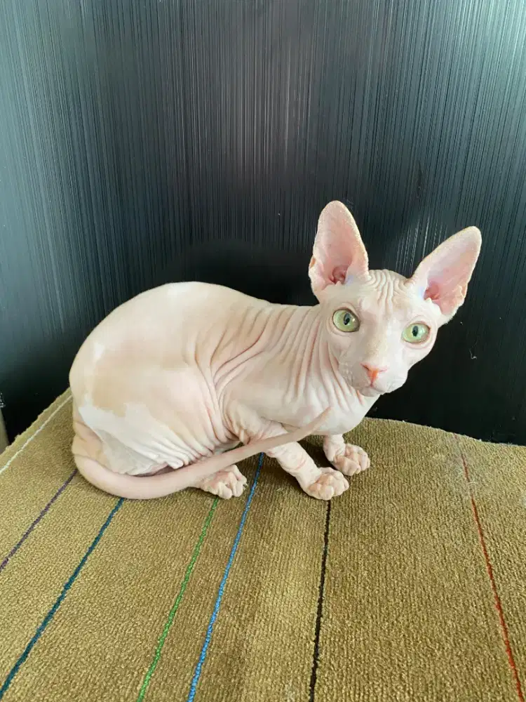 indukan sphynx betina proven