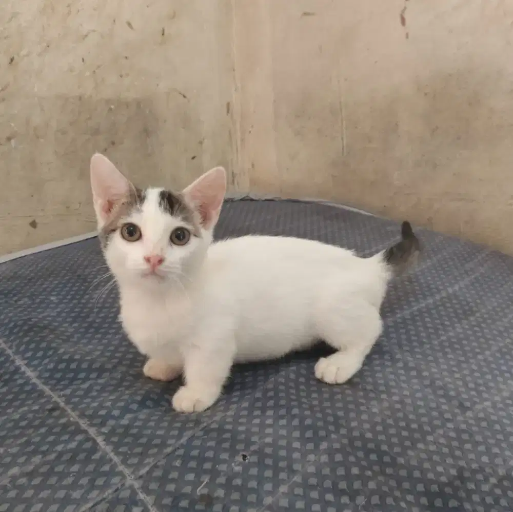 Kucing Munchkin