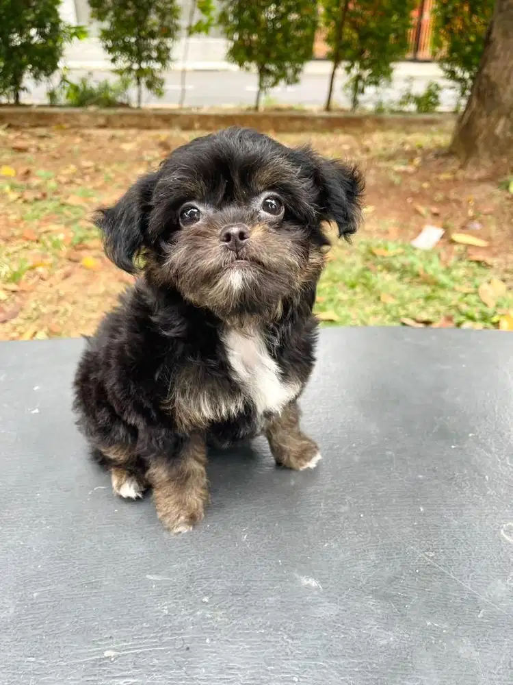 Dijual CHIPOO (Chihuahua mix Poodle) Anjing Langka Yang Unik
