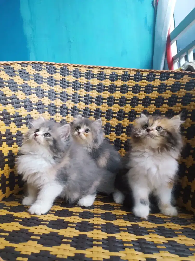 Kucing kitten persia calico betina