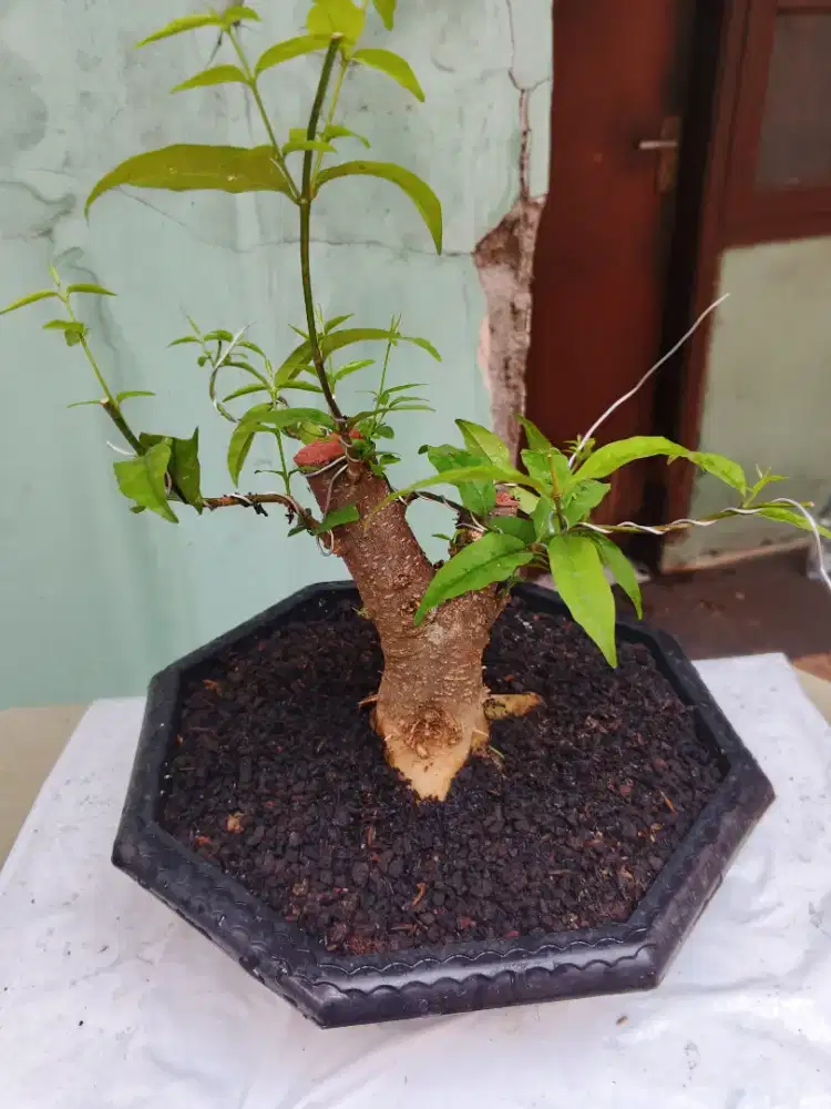 Borong 5 pohon serut,hokianti,Sancang (on the rock),pule,anting putri