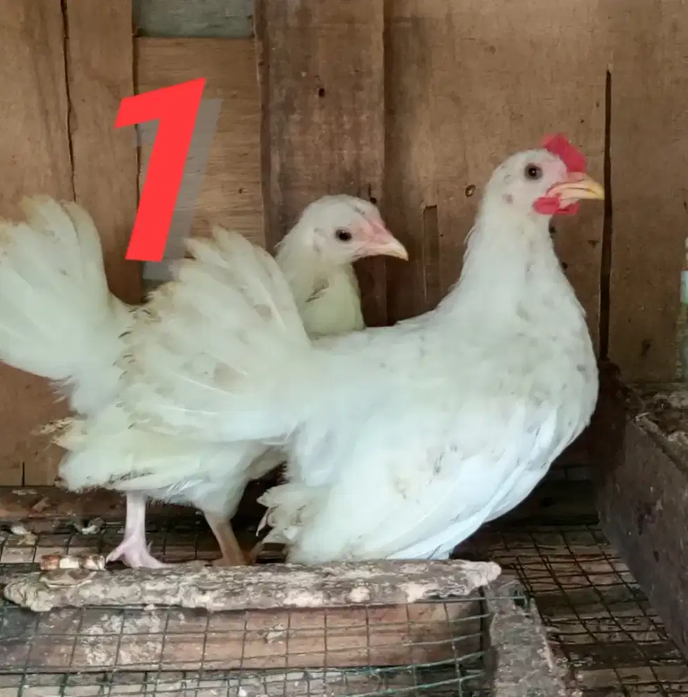 Ayam kate di jual paketan
