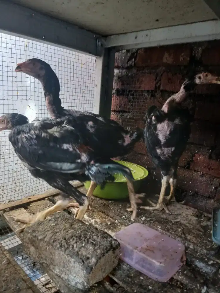 Monggo yg minat ayam shamo nya  3 ekor umur 3 bln