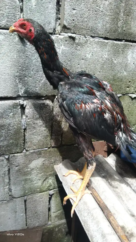 Ayam bangkok anakan bagus