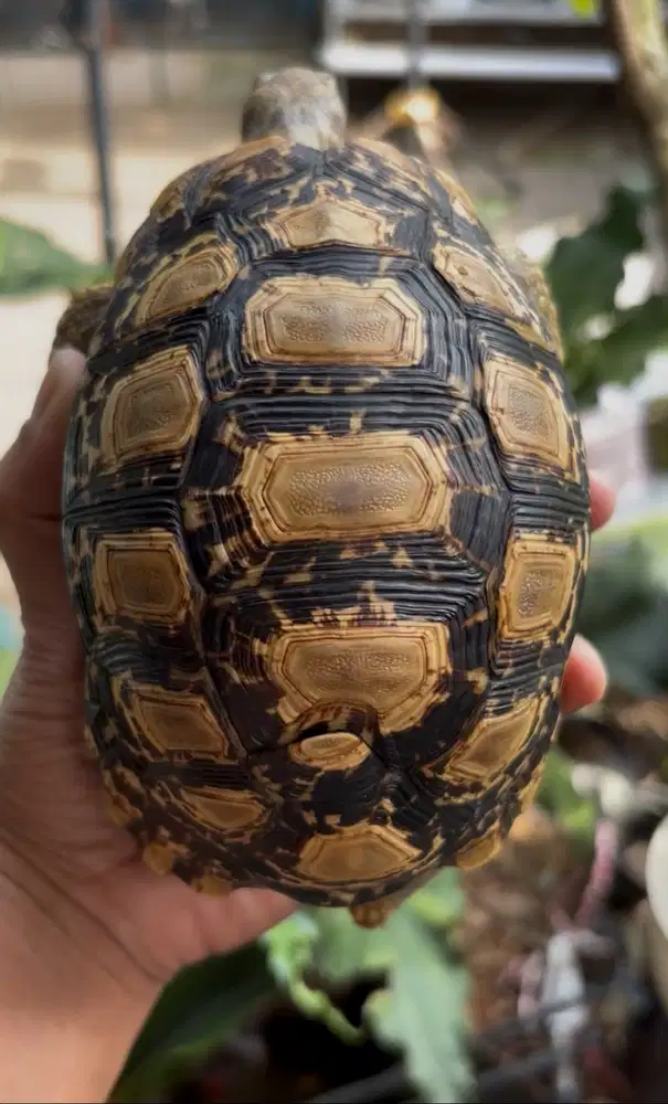 Kura darat Pardalis size aman banget