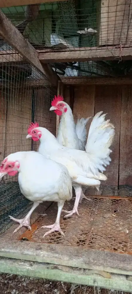 Ayam kate putih 3 ekor