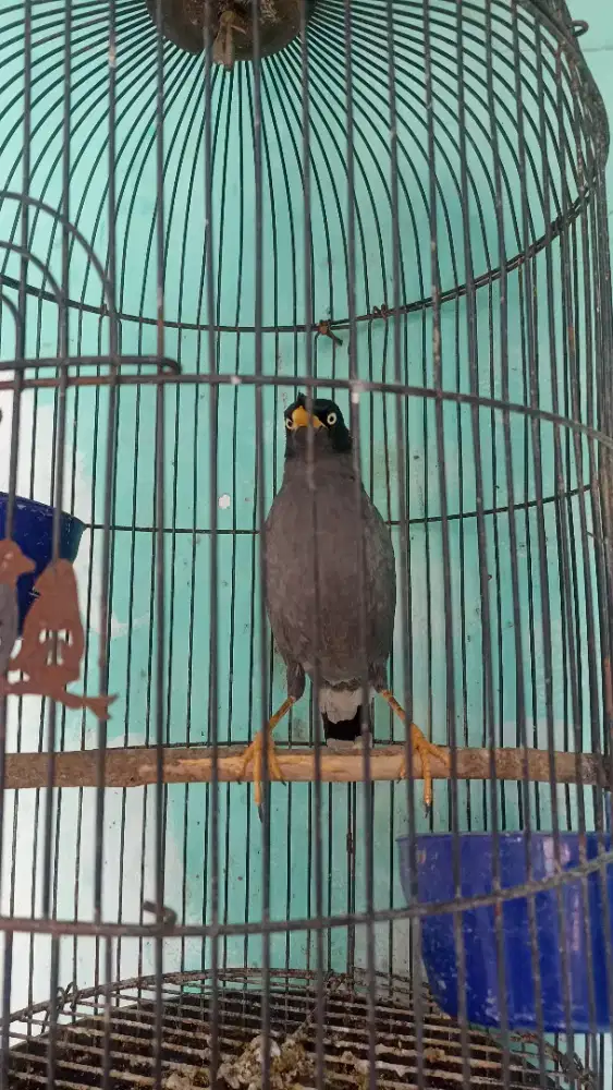 Jabo burung jalak kebo