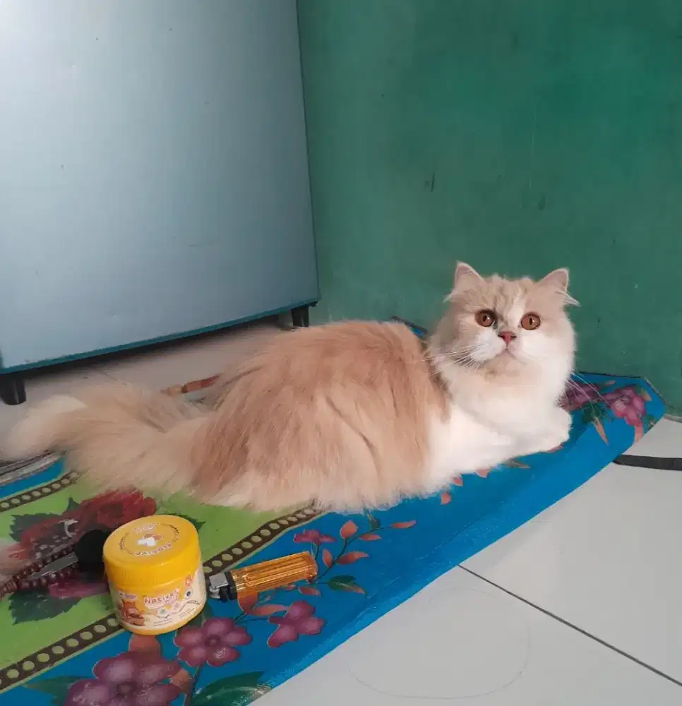 kucing persia flatnose
