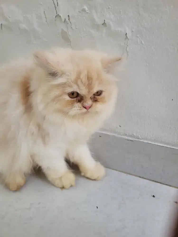 Anakan kucing persia peaknose