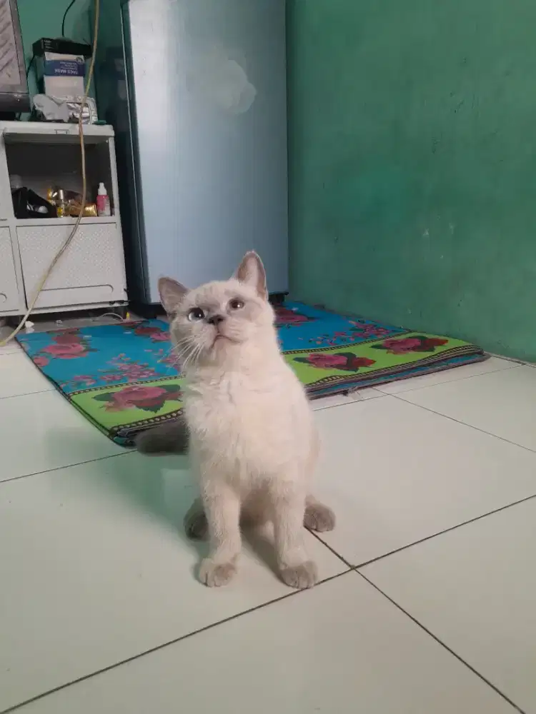 kucing BSH british short hair blue point
