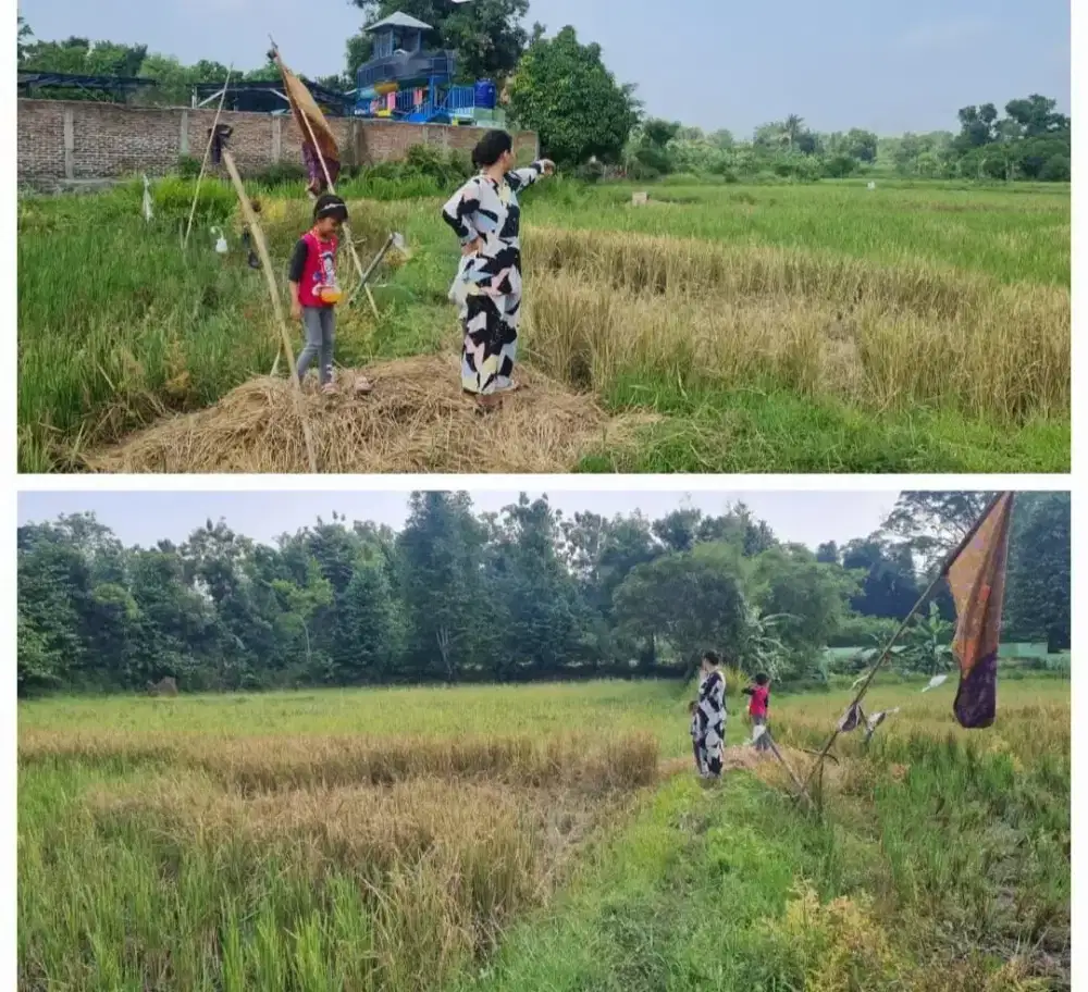 D jual sawah d belakang waterboom mini