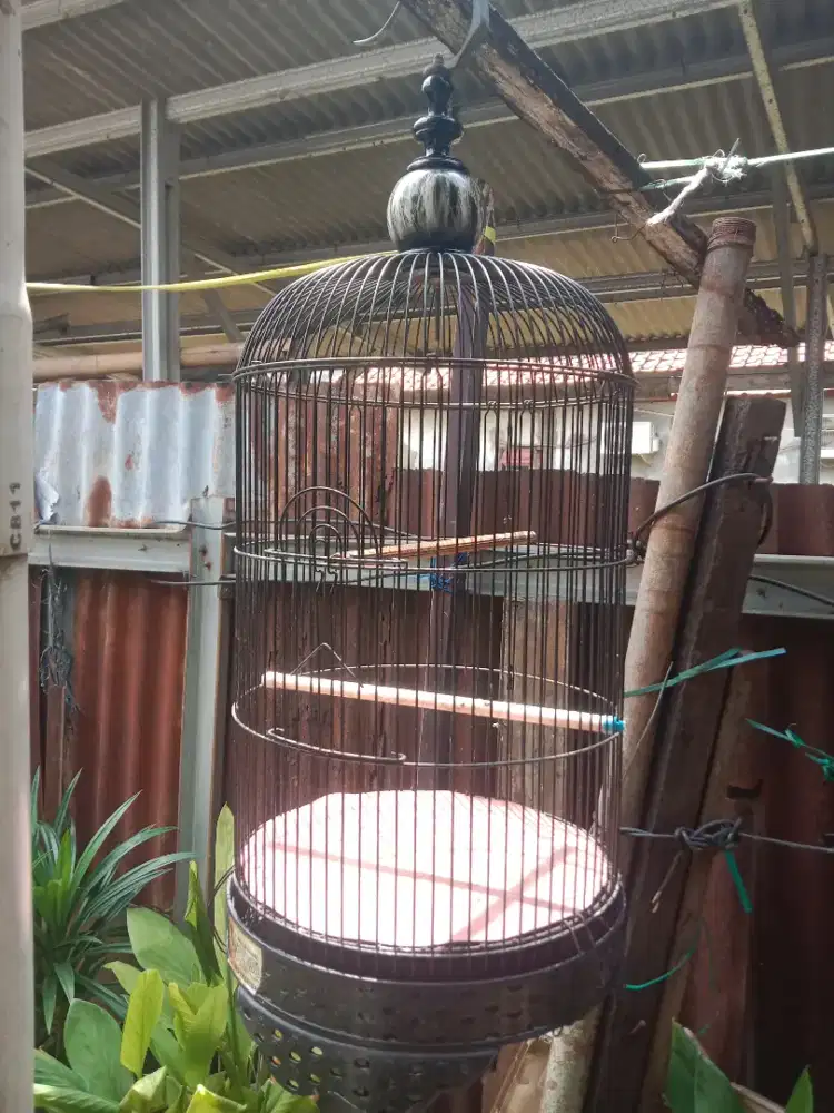 Kandang lovebird/kenari
