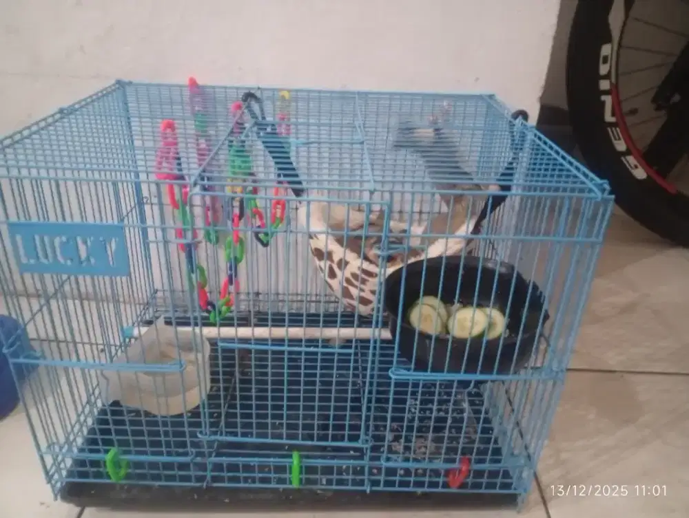 Sugar glider aktif &sehat
