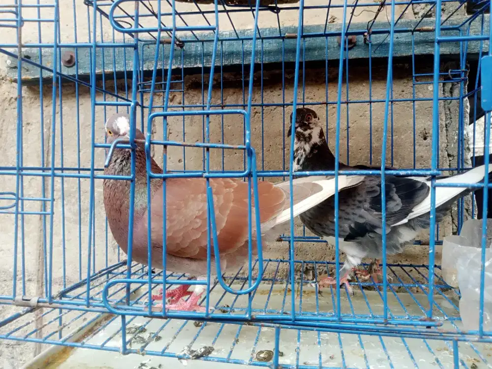 Jual burung dara
