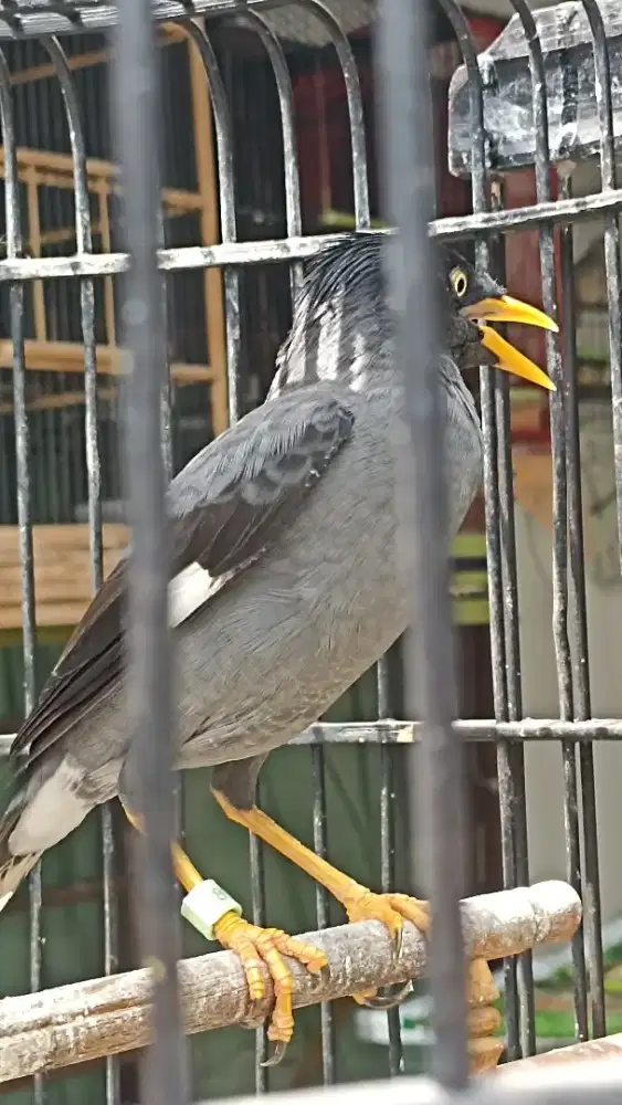 Jalan kebo jual burja