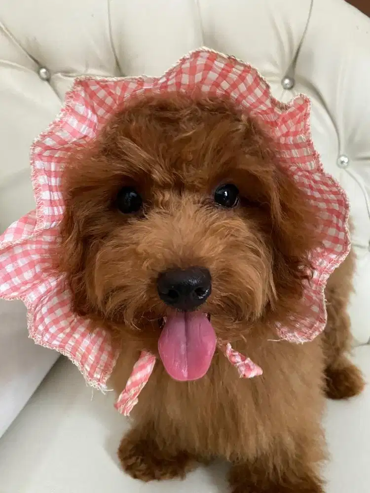 Poodle red betina non stb usia 5 bln